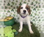 Small Beagle-Colonial Cocker Spaniel Mix