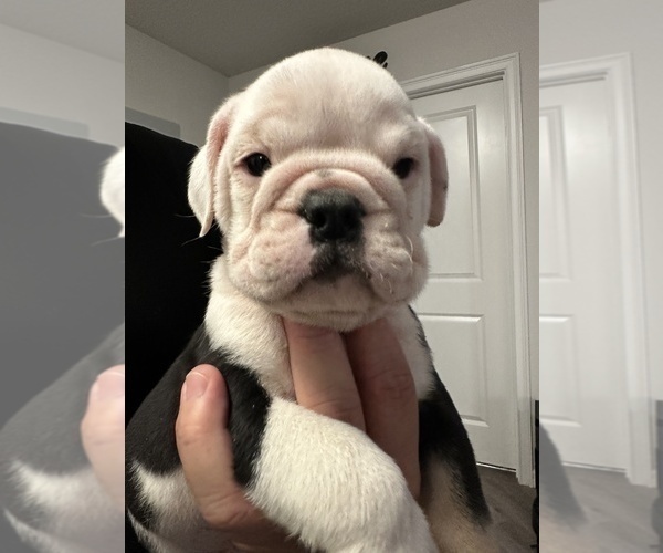 Medium Photo #1 English Bulldog Puppy For Sale in WEEKI WACHEE, FL, USA