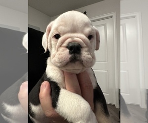 Medium English Bulldog