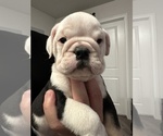 Puppy Elvis English Bulldog