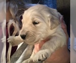 Small Photo #12 Golden Retriever Puppy For Sale in PRYOR, OK, USA