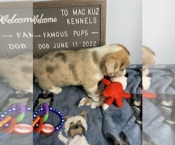 Medium Photo #29 Welsh Cardigan Corgi Puppy For Sale in SUN PRAIRIE, WI, USA