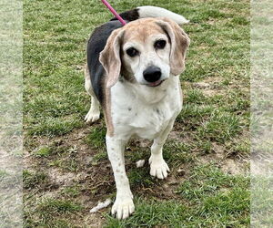 Beagle Dogs for adoption in Batavia, OH, USA