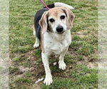 Small Beagle