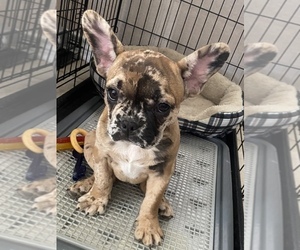 French Bulldog Puppy for sale in UNIVERSAL CITY, TX, USA