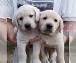 Small Photo #17 Labrador Retriever Puppy For Sale in OLYMPIA, WA, USA