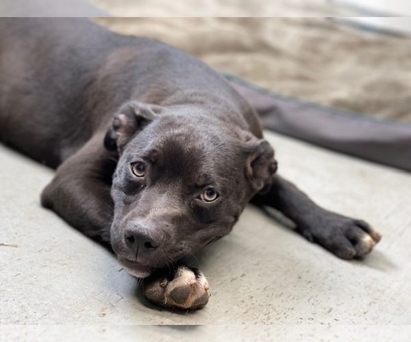 Medium Photo #13 American Staffordshire Terrier Puppy For Sale in LAKELAND, FL, USA