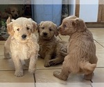 Small Photo #3 Goldendoodle Puppy For Sale in CASTRO VALLEY, CA, USA