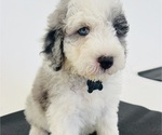 Small Photo #14 Sheepadoodle Puppy For Sale in HUNTINGTON BEACH, CA, USA