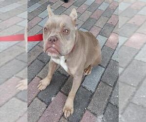 American Staffordshire Terrier-French Bulldog Mix Dogs for adoption in Fort Lauderdale, FL, USA