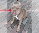 Small American Staffordshire Terrier-French Bulldog Mix