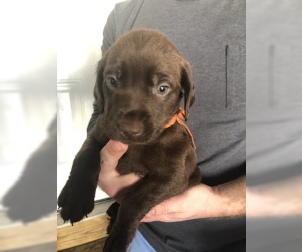 Medium Photo #1 Labrador Retriever Puppy For Sale in SIMPSONVILLE, SC, USA