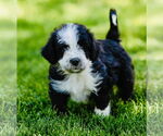 Small #1 Border Collie Mix