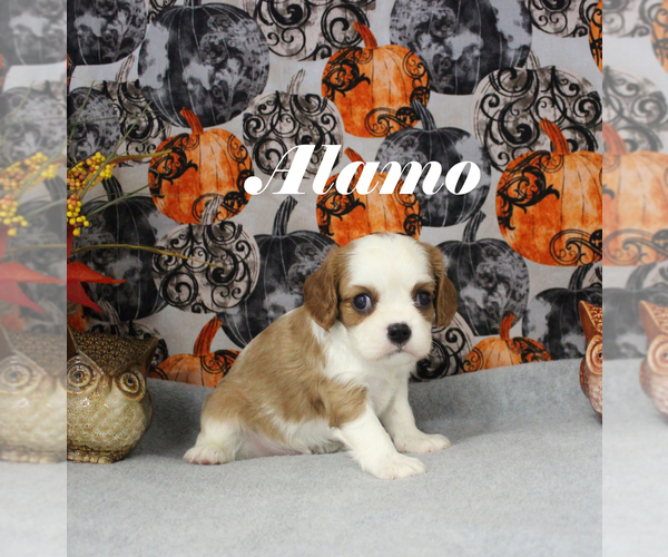 Medium Photo #4 Cavalier King Charles Spaniel Puppy For Sale in CHANUTE, KS, USA