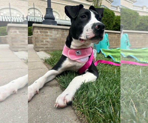Medium Photo #3 American Pit Bull Terrier-Unknown Mix Puppy For Sale in Germantown, OH, USA