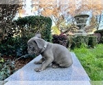 Small Photo #227 French Bulldog Puppy For Sale in HAYWARD, CA, USA