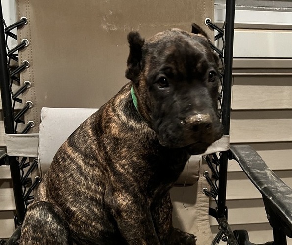 Medium Photo #16 Presa Canario Puppy For Sale in LEVITTOWN, PA, USA