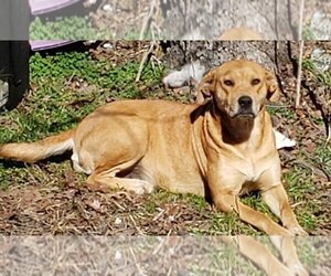 Boxer-Unknown Mix Dogs for adoption in Norman, OK, USA