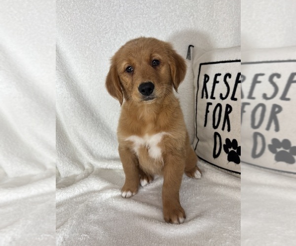 Medium Photo #3 Golden Retriever Puppy For Sale in GREENFIELD, IN, USA