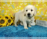 Small Photo #7 English Cream Golden Retriever Puppy For Sale in COLORADO SPRINGS, CO, USA
