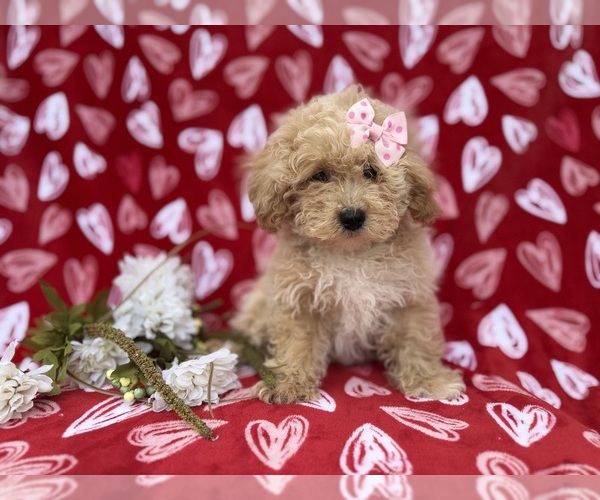 Medium Photo #1 Bichpoo Puppy For Sale in LAKELAND, FL, USA