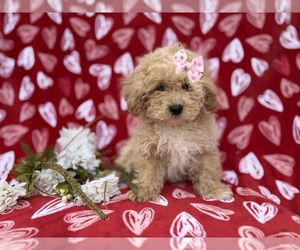 Bichpoo Puppy for sale in LAKELAND, FL, USA