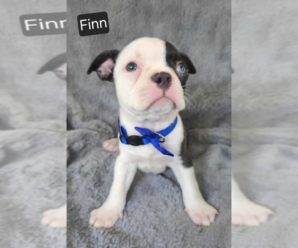 Medium Photo #2 Boston Terrier Puppy For Sale in MINERAL WELLS, WV, USA