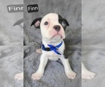 Small #1 Boston Terrier
