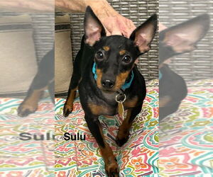 Mutt Dogs for adoption in Ellijay, GA, USA