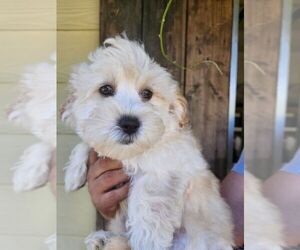 Maltipoo Puppy for sale in MADERA, CA, USA