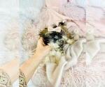Puppy Puppy 1 Shih Tzu