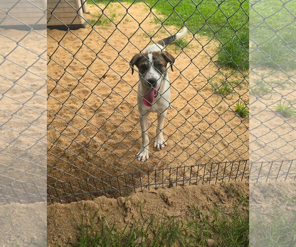 Medium Photo #4 Anatolian Pyrenees Puppy For Sale in Oakhurst, NJ, USA