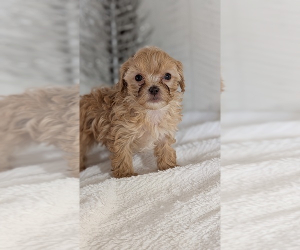 Medium Photo #3 Cavapoo (Miniature) Puppy For Sale in GOSHEN, IN, USA