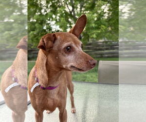 Miniature Pinscher-Unknown Mix Dogs for adoption in Fort Collins, CO, USA