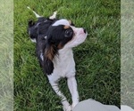 Small Photo #4 Cavalier King Charles Spaniel Puppy For Sale in FREDERICKSBURG, OH, USA