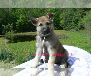 German Shepherd Dog Puppy for Sale in PIEDMONT, Missouri USA