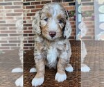 Small #1 Aussiedoodle