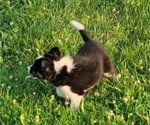 Small Photo #4 Border Collie Puppy For Sale in BLAKESBURG, IA, USA