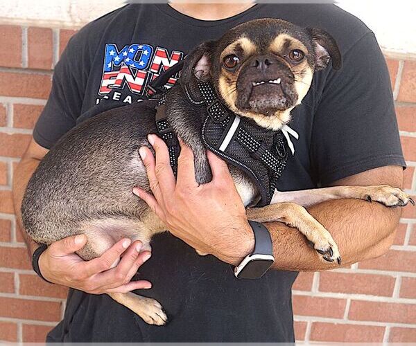 Medium Photo #2 Pug-Unknown Mix Puppy For Sale in Carrollton, TX, USA