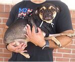 Small #1 Pug Mix