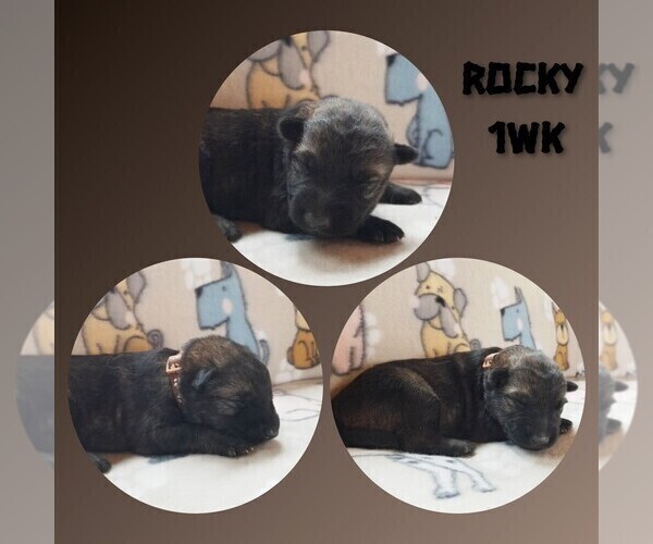Medium Photo #3 German Shepherd Dog Puppy For Sale in BROOKFIELD, MO, USA