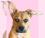 Small #10 American Staffordshire Terrier-German Shepherd Dog Mix