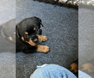 Rottweiler Puppy for sale in WILTON, CT, USA