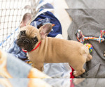Small Photo #1 French Bulldog Puppy For Sale in MILWAUKEE, WI, USA