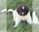Small #6 Newfoundland