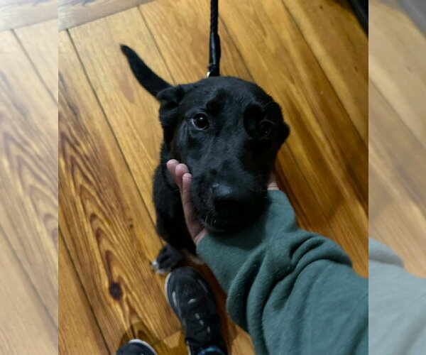 Medium Photo #6 Borador Puppy For Sale in MECHANICSBURG, PA, USA