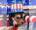 Small #10 Yorkshire Terrier