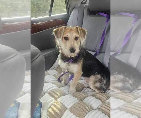 Medium Photo #2 Beagle-Unknown Mix Puppy For Sale in Oakhurst, NJ, USA