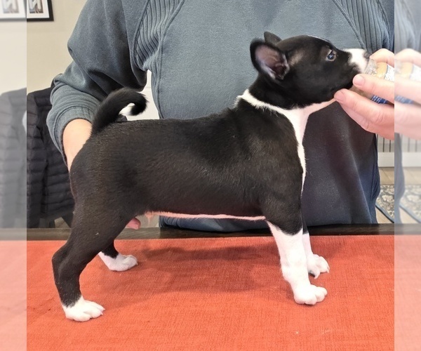 Medium Photo #3 Basenji Puppy For Sale in LEHI, UT, USA