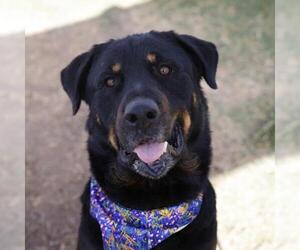 Rottweiler-Unknown Mix Dogs for adoption in San Antonio, TX, USA